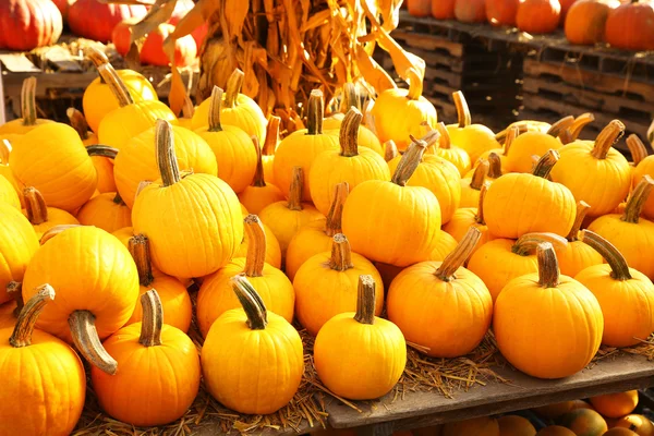 Kürbisse auf dem Herbstmarkt. Ernte — Stockfoto