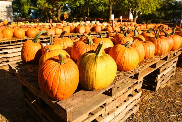 Pumpkins on the autumn market. Harvest — Stock Photo, Image