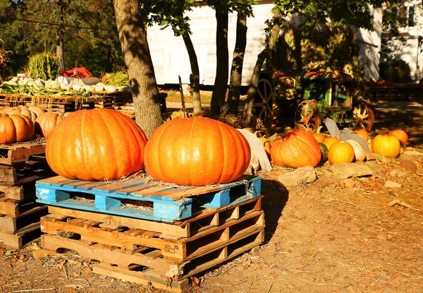 Two huge pumpkins on the autumn market. Harvest — Stock Photo, Image