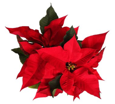 Beyaz üzerinde kırmızı noktalı çiçek. Noel Çiçekleri