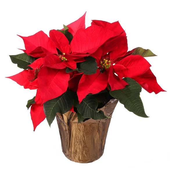 Rode poinsettia bloem geïsoleerd op wit. Kerstbloemen — Stockfoto