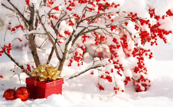 Gift Box and Christmas Balls under Holly Berries bush — Stock Photo, Image