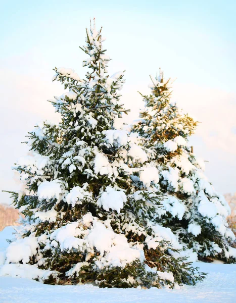 Vánoční strom pokrytý s čerstvým sněhem. Slunný zimní den — Stock fotografie