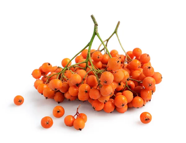 Fresh ripe rowan berries — Stock Photo, Image