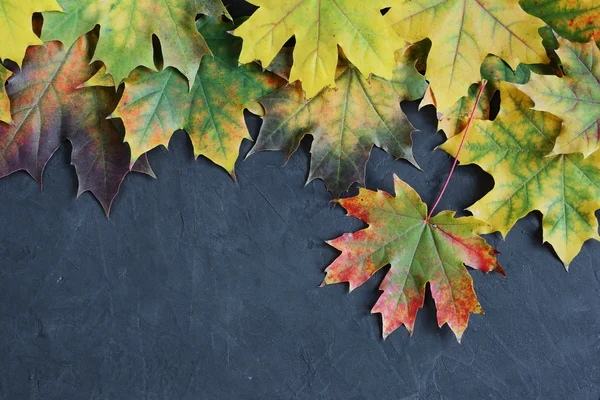 Border of colorful autumn maple leaves — Stock Photo, Image