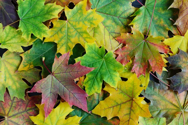 Az őszi levelek háttere — Stock Fotó