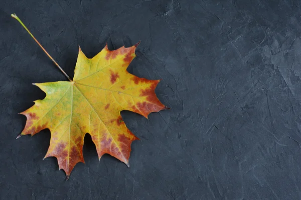 Gele herfst esdoornblad — Stockfoto
