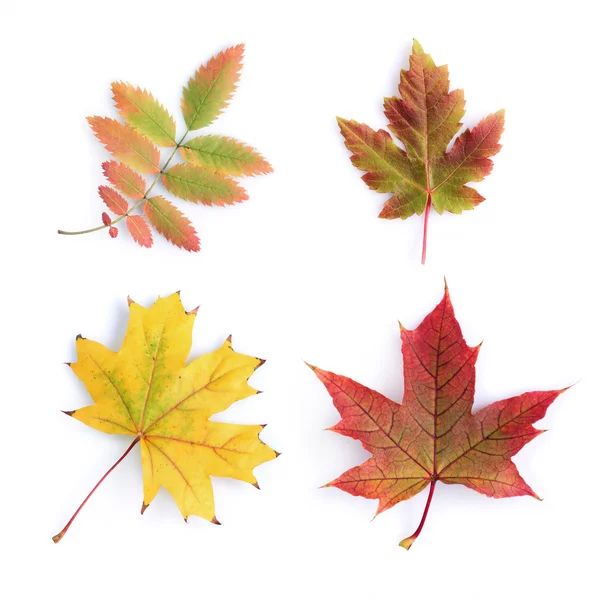 Collection of colorful autumn leaves — Stock Photo, Image