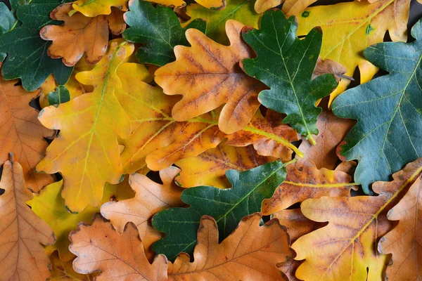 Hojas de roble de otoño — Foto de Stock