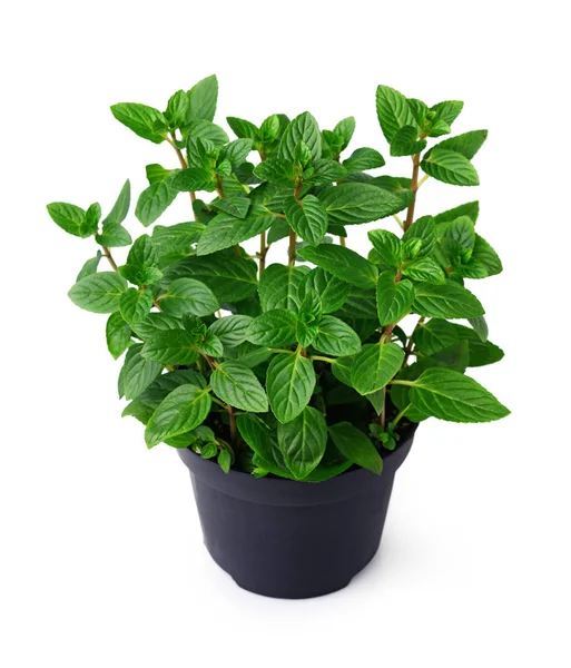 Fresh mint plant in a black pot — Stock Photo, Image