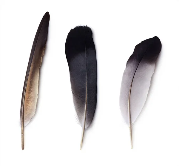 Set of three pigeon feathers — Stock Photo, Image