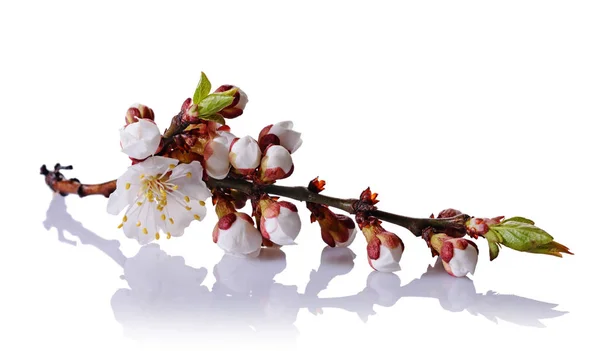 Spring cherry blossom branch with white flowers, buds and green leaves — Stock Photo, Image