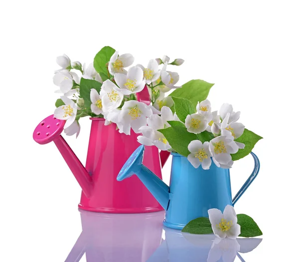 Bouquet of white jasmine flowers with leaves in pink and blue watering cans — Stock Photo, Image