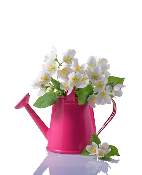 Strauß weißer Jasminblüten mit Blättern in rosa Gießkanne — Stockfoto