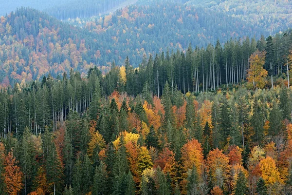 우크라이나어 Carpathians에서 아름 다운가 숲의 산 풍경 — 스톡 사진