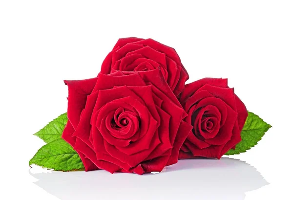 Beautiful bouquet of three velvet red roses — Stock Photo, Image