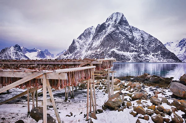 Vinterlandskap med traditionella norska torkad torsk — Stockfoto