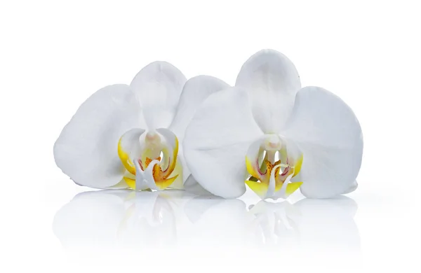 Bellissimi Fiori Bianchi Orchidea Phalaenopsis Isolati Sfondo Bianco — Foto Stock