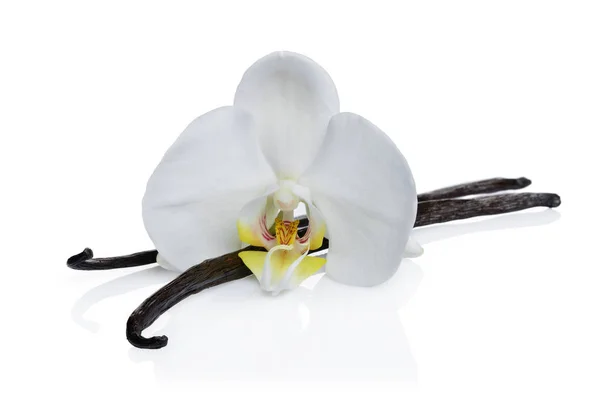 Ванільні Палички Квіткою Інгредієнт Випічки Ізольовані Білому Тлі — стокове фото