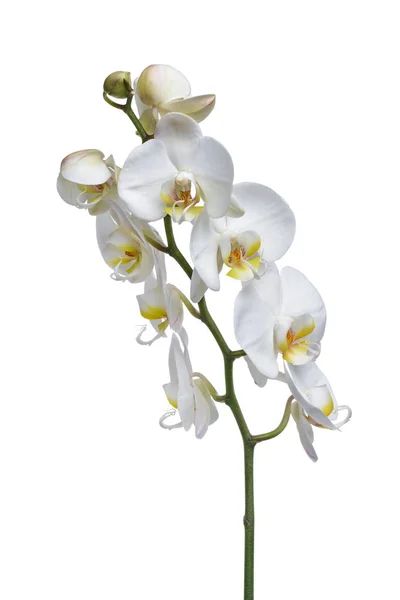 Planta Interior Flor Orquídea Branca Isolada Fundo Branco — Fotografia de Stock