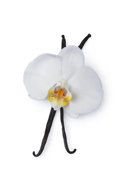 Vanillestangen Mit Einer Blume Als Zutat Zum Backen Isoliert Auf — Stockfoto