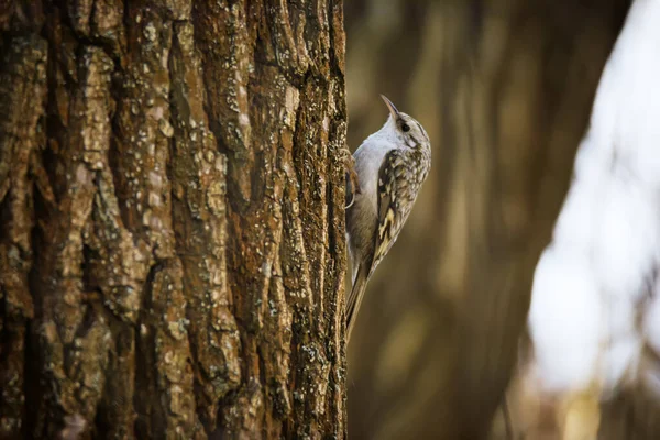 Hermoso Pájaro Euroasiático Treecreeper Sentado Árbol Tronco Naturaleza Backgroun — Foto de Stock