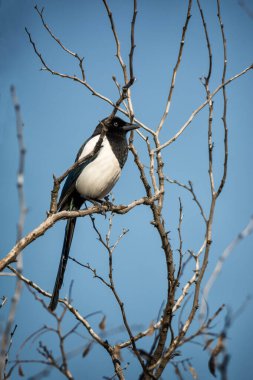 Mavi gökyüzü arka planında ağaç dalında oturan siyah beyaz kuş Magpie veya Pica pica