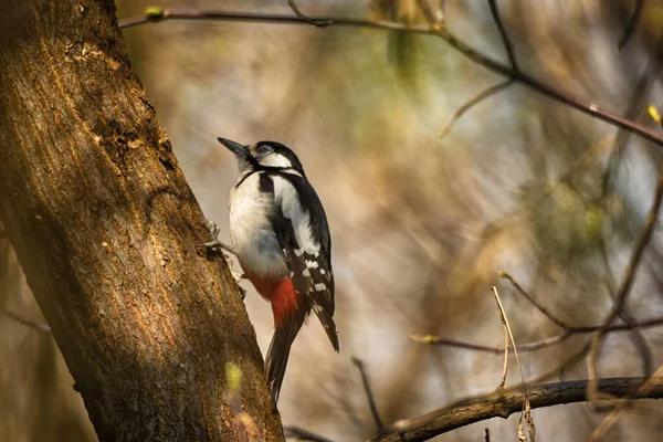 Vacker Ljus Fågel Single Great Spotted Eller Dendrocopos Major Sitter — Stockfoto