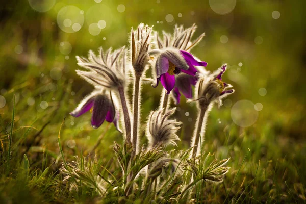 緑の草の背景に美しい春の紫色の花 — ストック写真
