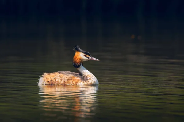 Escena Vida Silvestre Con Hermoso Pájaro Acuático Estanque Río Backgroun — Foto de Stock
