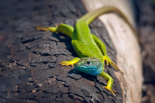 European Green Lizard Blue Yellow Body Color Tree Trunk Background — Stock Photo, Image