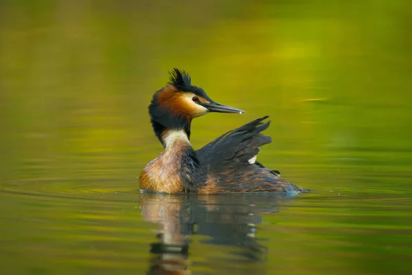 Wildszene Mit Wunderschönem Wasservögel Mit Spiegelung Auf Teich Oder Flusshintergrund — Stockfoto