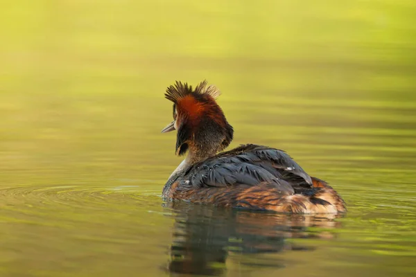 Escena Vida Silvestre Con Hermoso Pájaro Acuático Con Reflexión Sobre — Foto de Stock