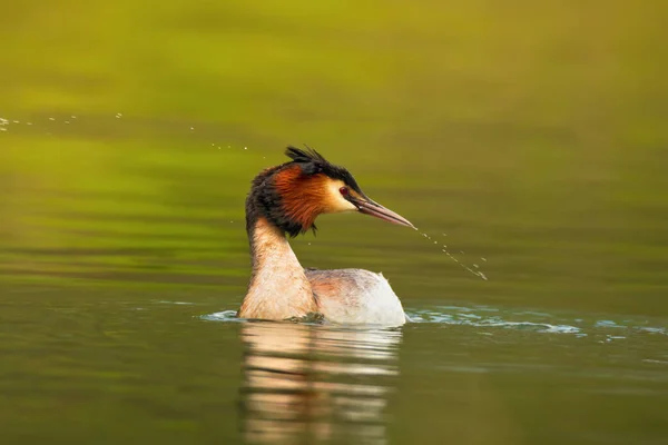 Escena Vida Silvestre Con Hermoso Pájaro Acuático Estanque Fondo Del — Foto de Stock