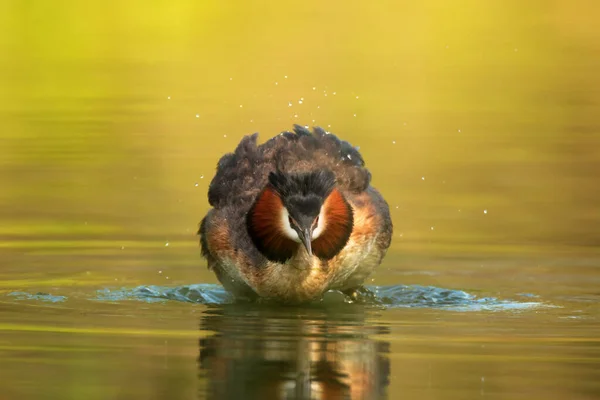 Wildlife Scene Beautiful Water Bird Reflection Pond River Background — Stock Photo, Image