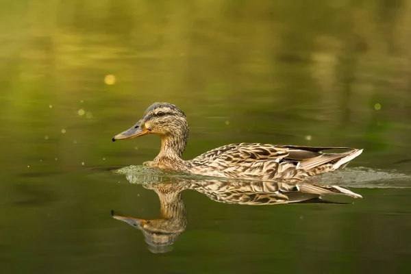 Escena Vida Silvestre Con Hermoso Pájaro Agua Mallard Sobre Fondo — Foto de Stock