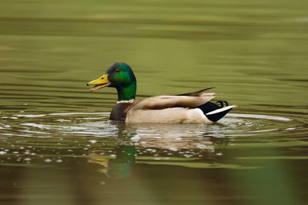 Escena Vida Silvestre Con Hermoso Pájaro Agua Mallard Brillante Estanque — Foto de Stock