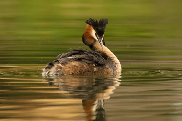 Escena Vida Silvestre Con Hermoso Pájaro Acuático Con Reflexión Sobre — Foto de Stock