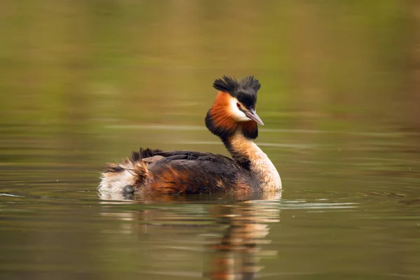 Wildlife Scen Med Vackra Vatten Fågel Med Reflektion Över Damm — Stockfoto