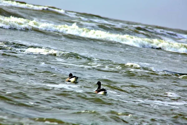 Canada Geese