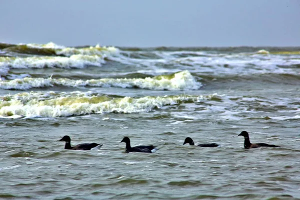 Canada Geese