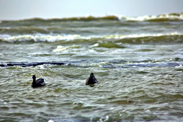 Canada Geese