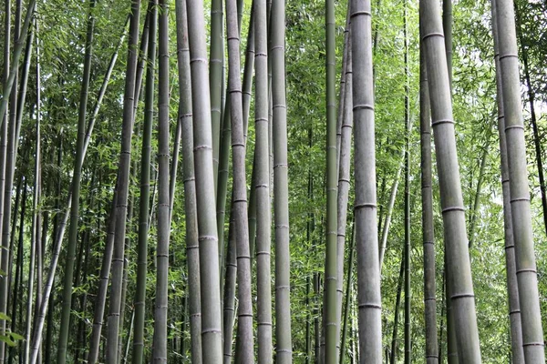 Arashiyama Bamboo Grove . Bamboo Forest . Kyoto . Japan