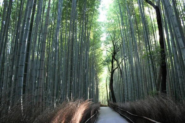 Arashiyama Bamboo Grove . Bamboo Forest . Kyoto . Japan