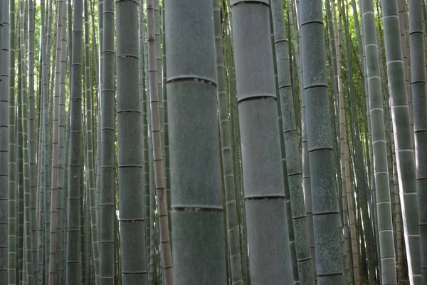 Arashiyama Bamboo Grove . Bamboo Forest . Kyoto . Japan