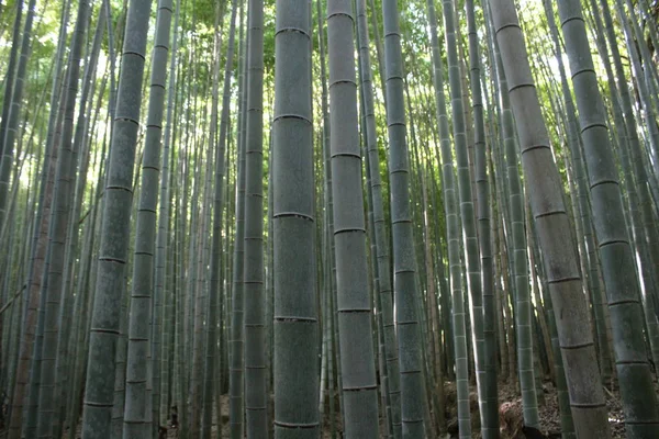 Arashiyama Bamboo Grove . Bamboo Forest . Kyoto . Japan