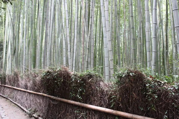 Arashiyama Bamboo Grove . Bamboo Forest . Kyoto . Japan