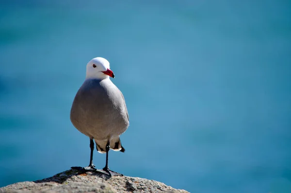 Bakıyorum şu seabird