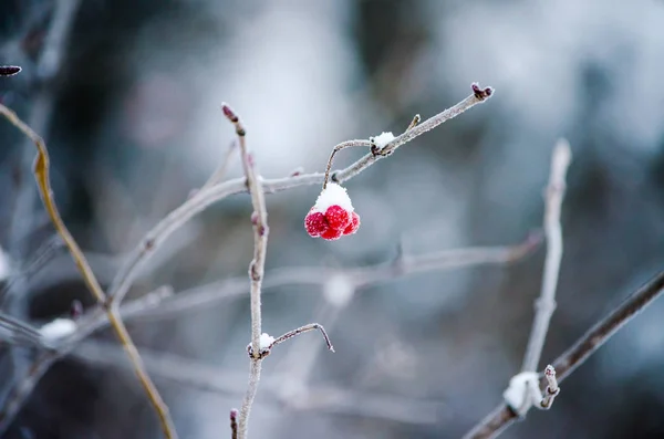 Beeren mit Schnee, der an einem Ast hängt — Stockfoto