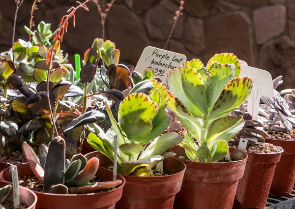 Succulents Satılık